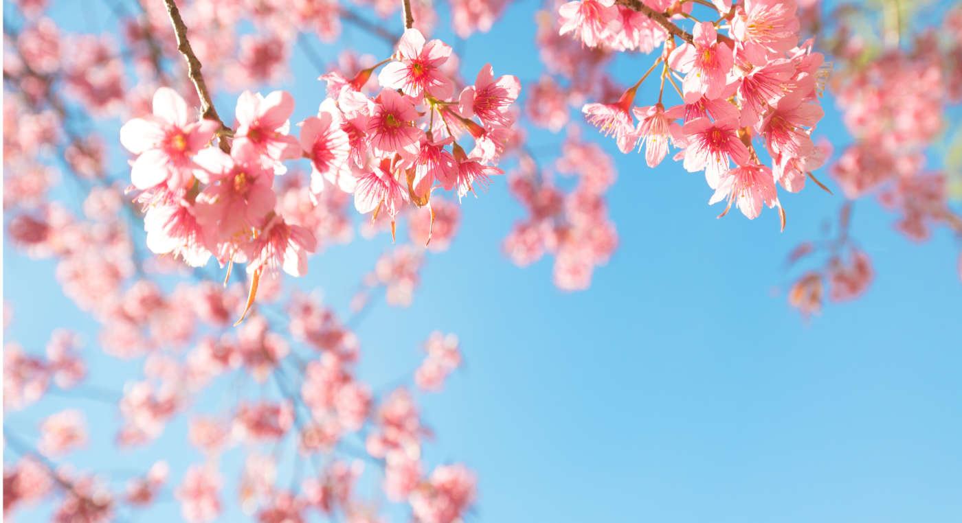 さくらセレモニーー：桜の花